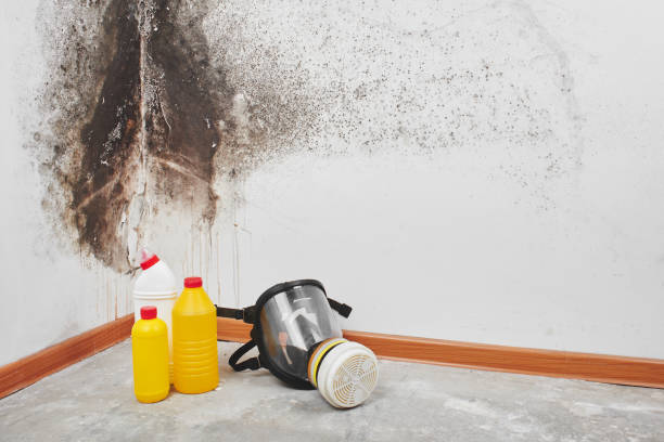 Best Mold Removal Company Near Me  in Hennessey, OK