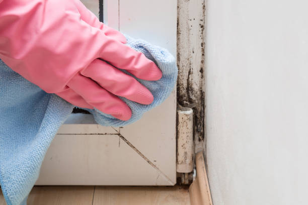 Best Professional Mold Removal  in Hennessey, OK